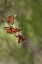 Picture of MONARCH (DANAUS PLEXIPPUS) ROOSTING