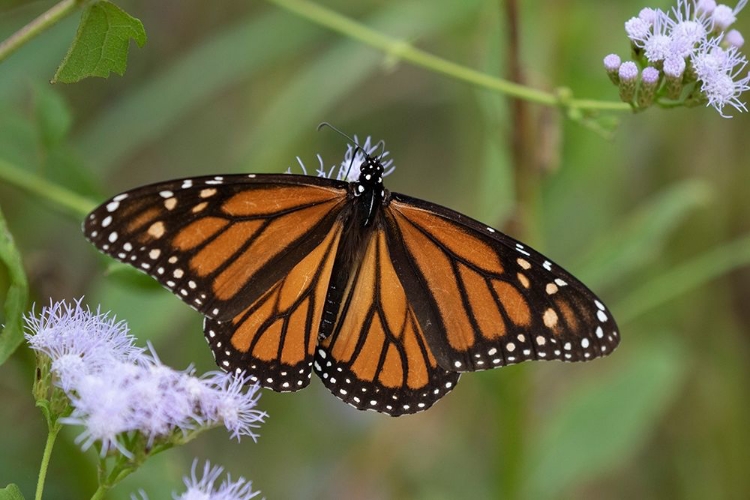 Picture of MONARCH (DANAUS PLEXIPPUS) FEEDING