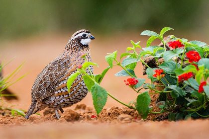 Picture of NORTHERN BOBWHITE (COLINUS VIRGINIANUS) FORAGING