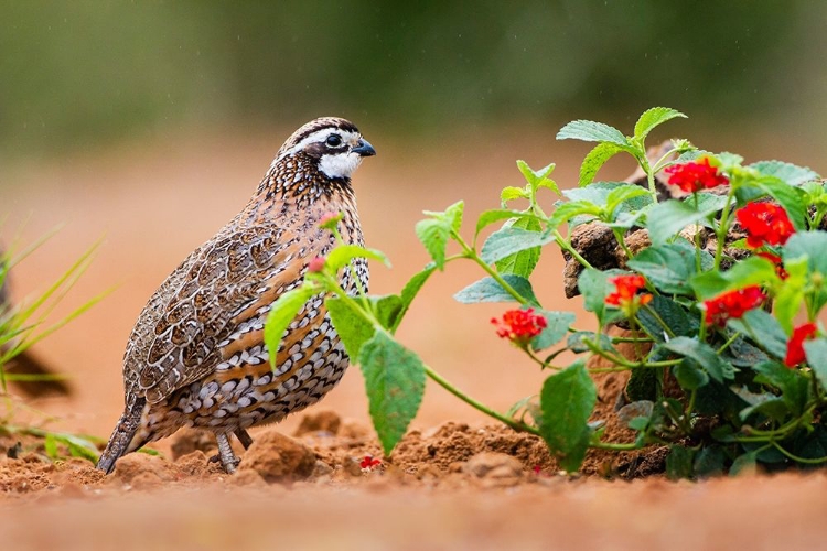 Picture of NORTHERN BOBWHITE (COLINUS VIRGINIANUS) FORAGING