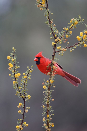 Picture of NORTHERN CARDINAL PERCHED IN TREE
