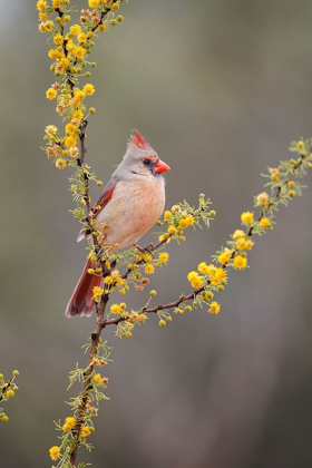 Picture of NORTHERN CARDINAL PERCHED