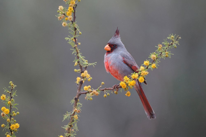 Picture of PYRRHULOXIA (CARDINALIS SINUATUS) PERCHED IN BLOOMING HUISACHILLO BUSH