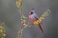 Picture of PYRRHULOXIA (CARDINALIS SINUATUS) PERCHED IN BLOOMING HUISACHILLO BUSH