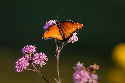 Picture of QUEEN (DANAUS GILIPPUS) FEEDING AT ASTER FLOWERS