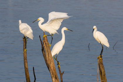 Picture of SNOWY EGRETS (EGRETTA THULA) PERCHED