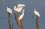 Picture of SNOWY EGRETS (EGRETTA THULA) PERCHED