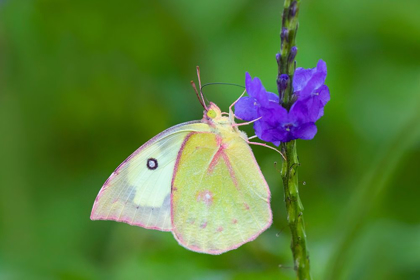 Picture of SOUTHERN DOGFACE (COLIAS CESONIA) BUTTERFLY FEEDING