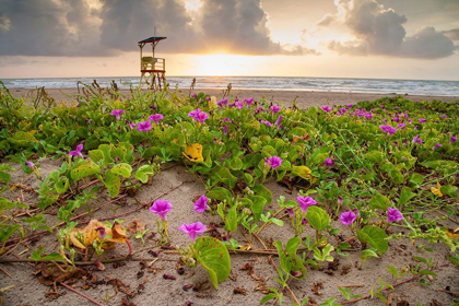 Picture of SUNRISE AT SOUTH PADRE ISLAND
