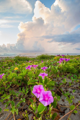 Picture of BEACH MORNING GLORY IN BLOOM