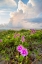 Picture of BEACH MORNING GLORY IN BLOOM