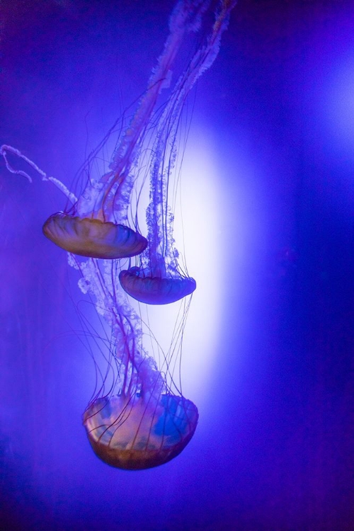 Picture of JELLYFISH IN AQUARIUM EXHIBIT