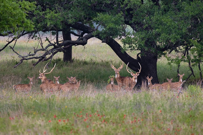 Picture of AXIS DEER (AXIS AXIS) HERD