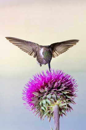 Picture of BLACK-CHINNED HUMMINGBIRD (ARCHILOCHUS ALEXANDRI) FEEDING AT THISTLE FLOWERS