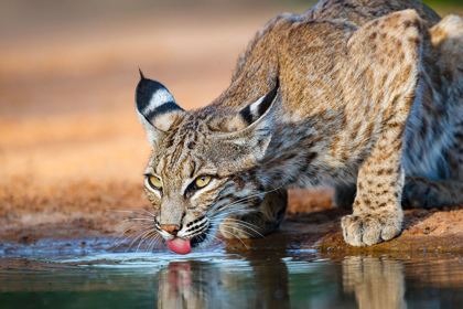 Picture of BOBCAT (LYNX RUFUS) DRINKING