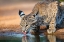 Picture of BOBCAT (LYNX RUFUS) DRINKING