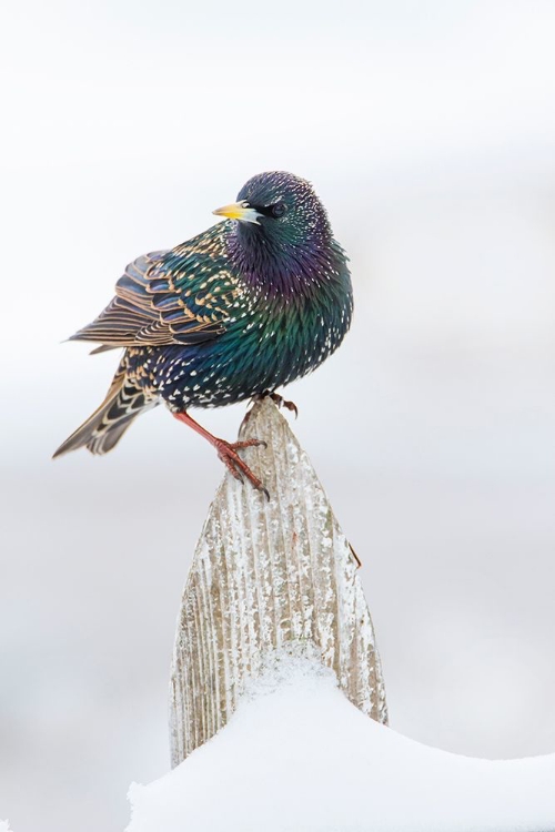 Picture of EUROPEAN STARLING (STURNUS VULGARIS) ON PICKET FENCE