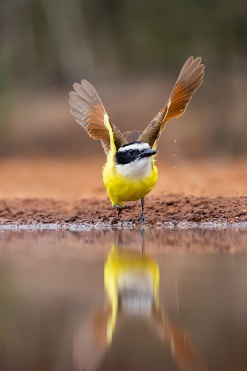 Picture of GREAT KISKADEE (PITANGUS SULPHURATUS) FLUSHING