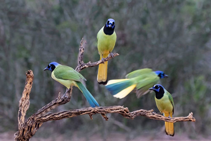 Picture of GREEN JAYS (CYANOCORAX YNCAS) PERCHED