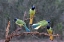 Picture of GREEN JAYS (CYANOCORAX YNCAS) PERCHED