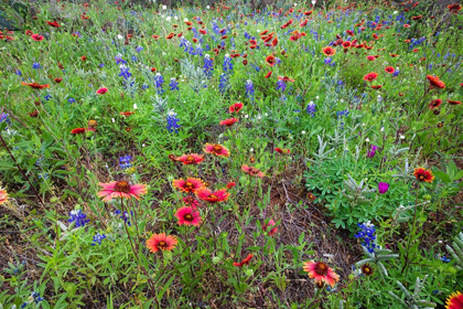 Picture of FIREWHEELS AND BLUEBONNETS