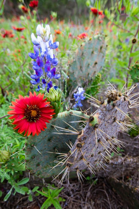 Picture of FIREWHEELS AND BLUEBONNETS WITH PRICKLY PEAR CACTUS