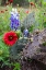 Picture of FIREWHEELS AND BLUEBONNETS WITH PRICKLY PEAR CACTUS