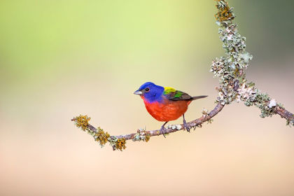 Picture of PAINTED BUNTING (PASSERINA CIRIS) PERCHED ON LICHEN-COVERED LIMB