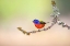 Picture of PAINTED BUNTING (PASSERINA CIRIS) PERCHED ON LICHEN-COVERED LIMB