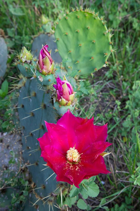 Picture of PRICKLY PEAR CACTUS (OPUNTIA SP) BLOOMING