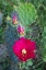 Picture of PRICKLY PEAR CACTUS (OPUNTIA SP) BLOOMING