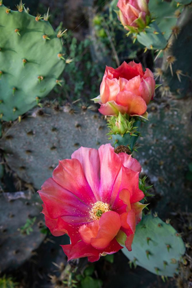 Picture of PRICKLY PEAR CACTUS (OPUNTIA SP) BLOOMING