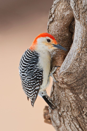 Picture of RED-BELLIED WOODPECKER (MELANERPES CAROLINUS) FORAGING