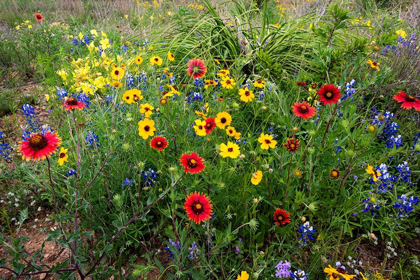 Picture of WILDFLOWERS INCLUDING SLENDER GREENTHREAD AND FIREWHEEL