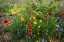 Picture of WILDFLOWERS INCLUDING SLENDER GREENTHREAD AND FIREWHEEL