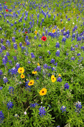 Picture of WILDFLOWERS INCLUDING TEXAS BLUEBONNETS (LUPINUS TEXENSIS) AND SLENDER GREENTHREAD