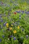 Picture of WILDFLOWERS INCLUDING TEXAS BLUEBONNETS (LUPINUS TEXENSIS) AND SLENDER GREENTHREAD