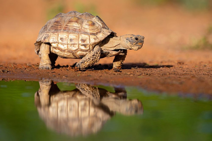 Picture of TEXAS TORTOISE (GOPHERUS BERLANDIERI) WALKING