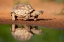 Picture of TEXAS TORTOISE (GOPHERUS BERLANDIERI) WALKING