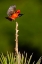 Picture of VERMILION FLYCATCHER (PYROCEPHALUS RUBINUS) LANDING