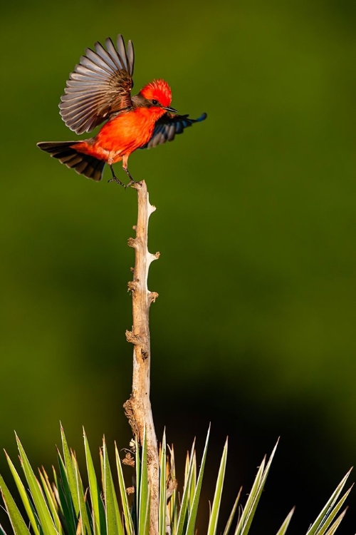 Picture of VERMILION FLYCATCHER (PYROCEPHALUS RUBINUS) LANDING