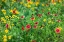 Picture of FIREWHEELS (GAILLARDIA PULCHELLA) IN BLOOM