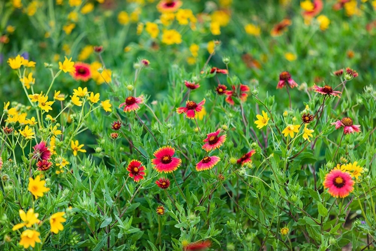 Picture of FIREWHEELS (GAILLARDIA PULCHELLA) IN BLOOM