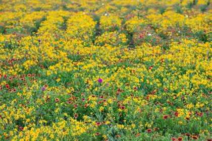 Picture of TEXAS WILDFLOWERS