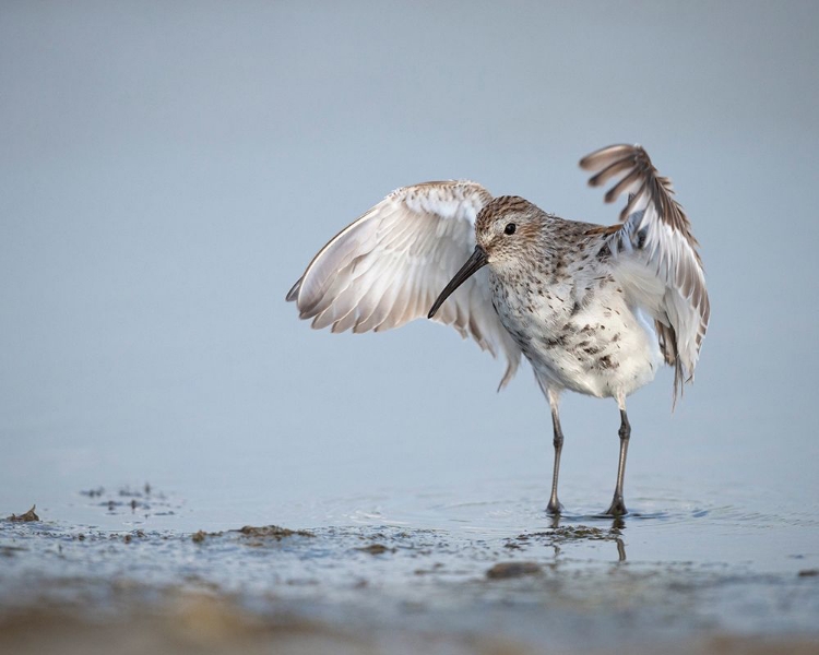 Picture of DUNLIN-CALIDRIS ALPINA-(JUVENILE) BOLIVAR FLATS-TEXAS