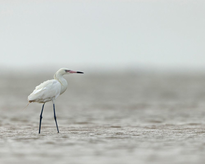 Picture of REDDISH EGRET-WHITE PHASED-EGRET RUFESCENS-BOLIVAR FLATS-TEXAS