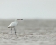 Picture of REDDISH EGRET-WHITE PHASED-EGRET RUFESCENS-BOLIVAR FLATS-TEXAS