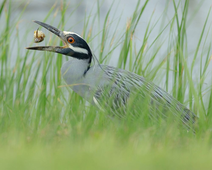 Picture of YELLOW-CROWNED NIGHT HERON EATING A CRAB NYCTANASSA VIOLACEA-HORSESHOE MARSH-TEXAS