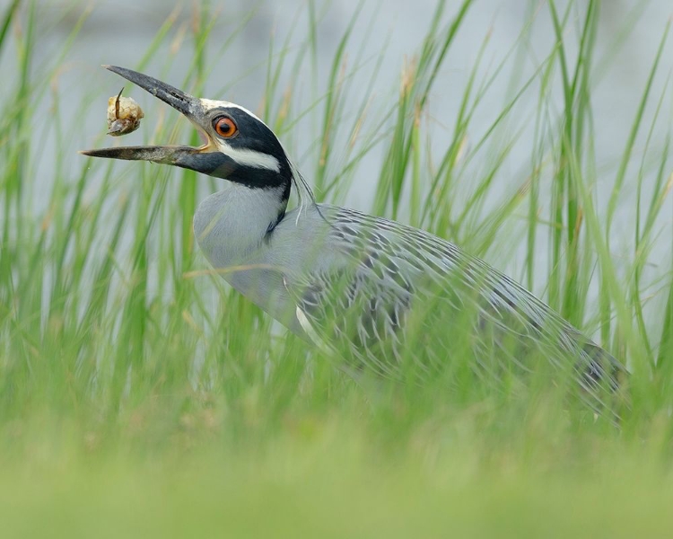 Picture of YELLOW-CROWNED NIGHT HERON EATING A CRAB NYCTANASSA VIOLACEA-HORSESHOE MARSH-TEXAS