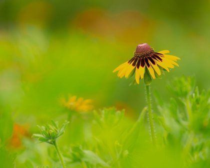 Picture of BUTTERFLY GARDEN AT THE WILLOWS TRAIL-ANAHUAC NATIONAL WILDLIFE REFUGE-TEXAS